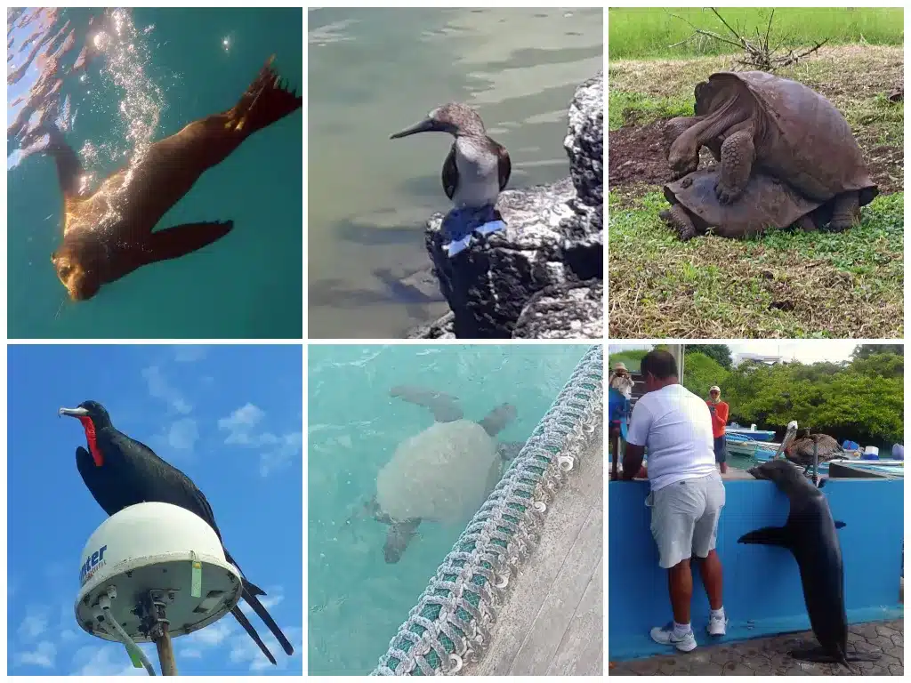 Galapagos in January