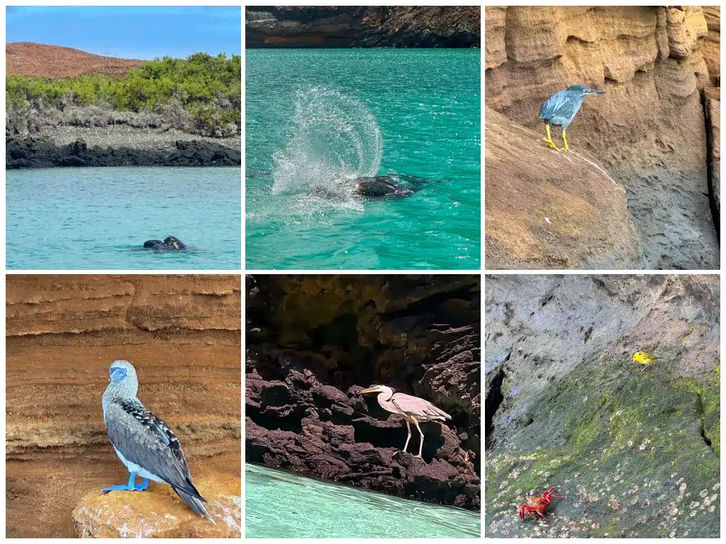 galapagos wildlife in january