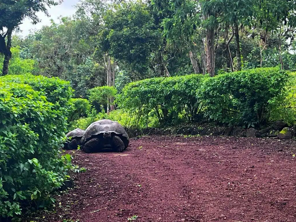 Galapagos tortoise, March in the Galapagos Islands