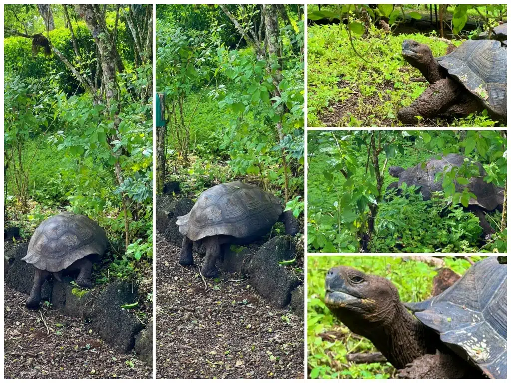 Giant tortoises at Galapagos Safari Camp