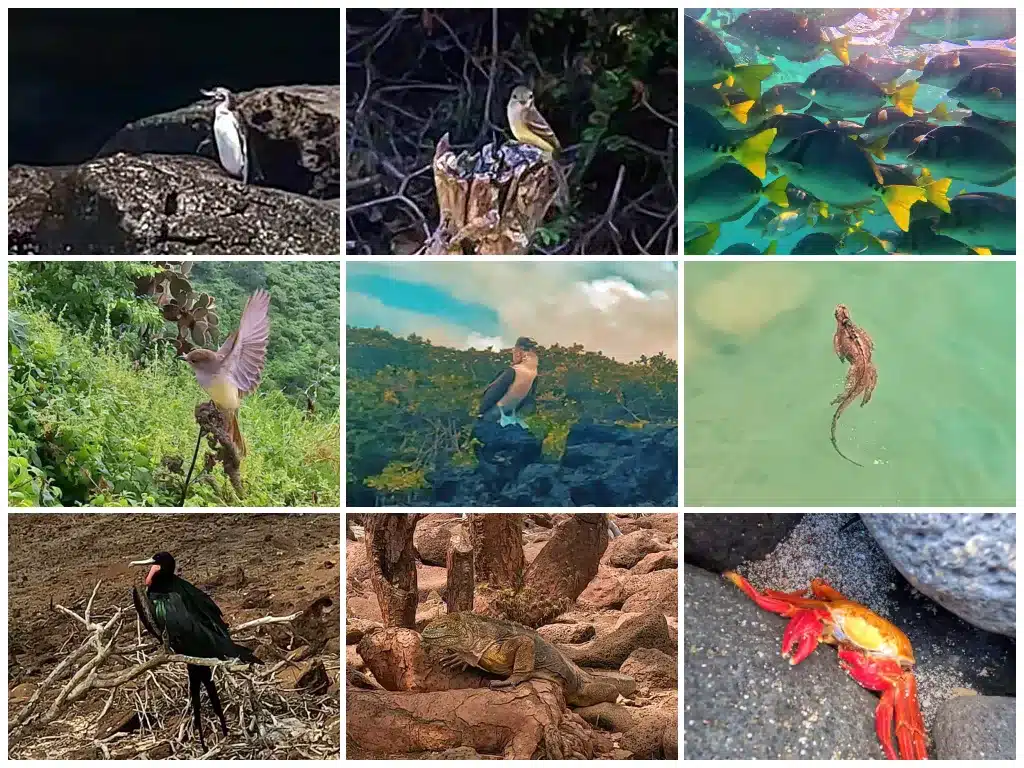 Galapagos wildlife in January