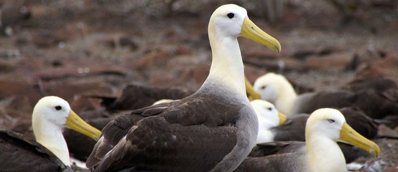 The Galapagos Albatross
