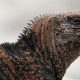 The Galapagos in November | Best time to Visit the Galapagos