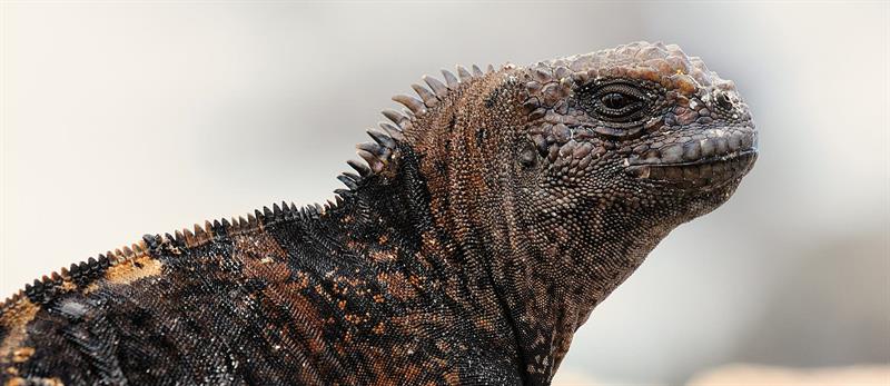 ​The Must-See Reptiles of the Galapagos