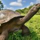 ​The Must-See Reptiles of the Galapagos