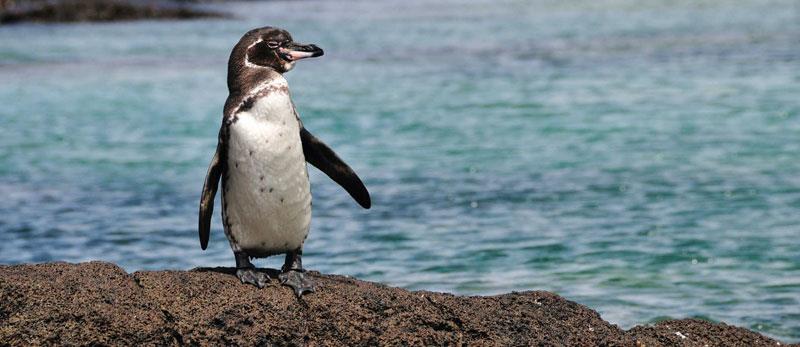 The Galapagos in September | Best time to Visit the Galapagos