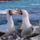 A Grand Galapagos Safari &#8211; A Wildlife Adventure For All The Family