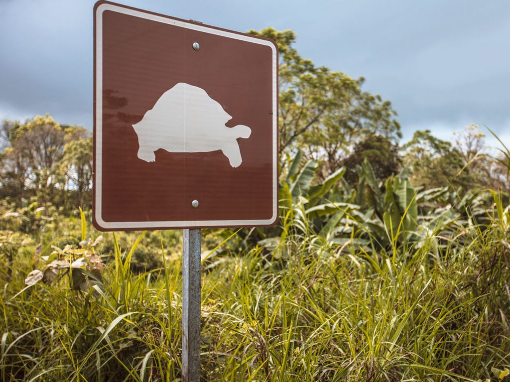 Giant Tortoises roam the Galapagos Islands