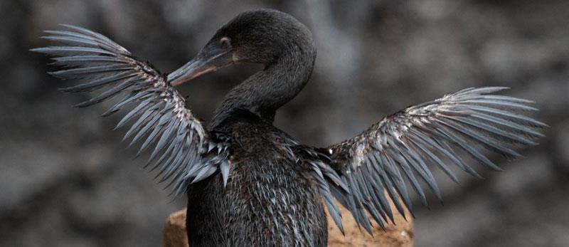 The Galapagos Flightless Cormorant