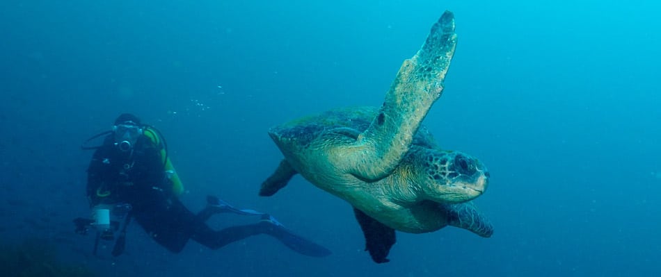 Best dive sites in the Galapagos Islands