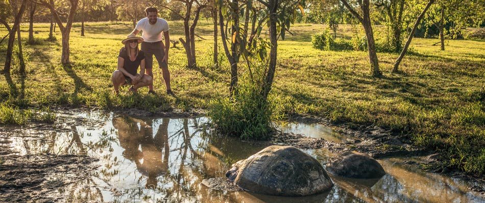 Giant Tortoises, Galapagos