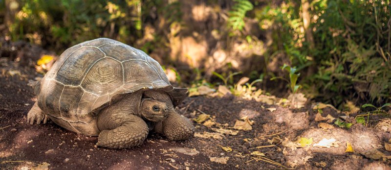 The Galapagos Giant Tortoise