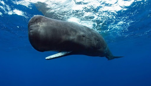 Whales in the Galapagos