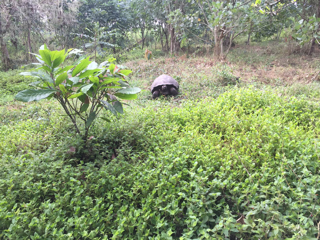 Galapagos cacao tree and giant tortoise