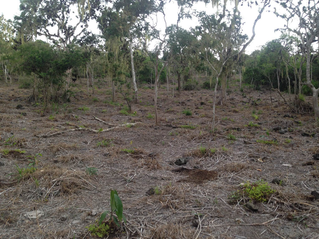 Galapagos cacao seedlings