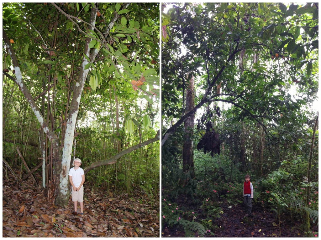 Galapagos Cacao tree