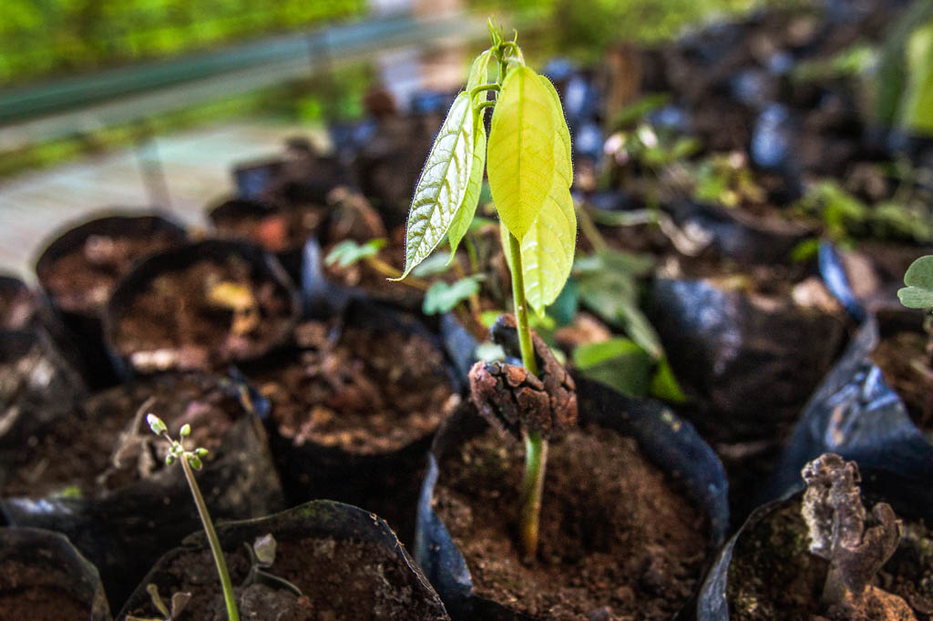 Galapagos cacao seedling 