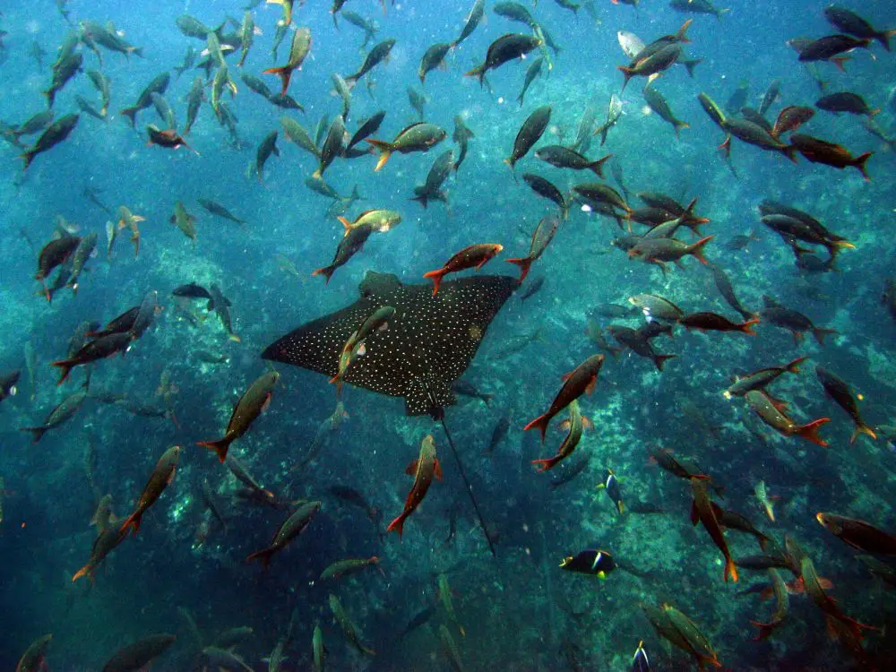 Overfishing in the Galapagos Marine Reserve