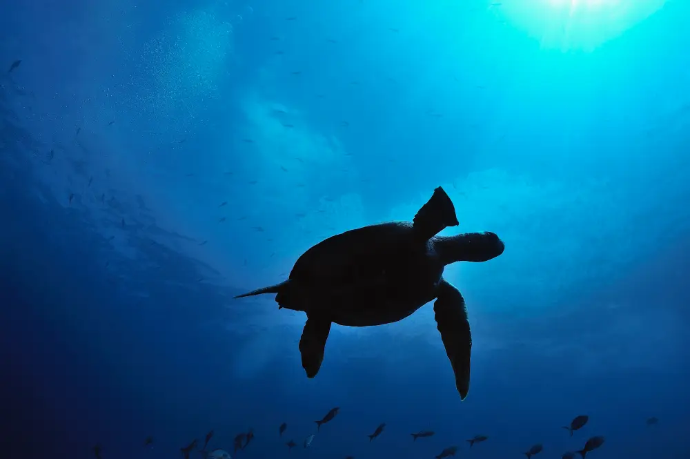 Galapagos marine reserve expansion and conservation