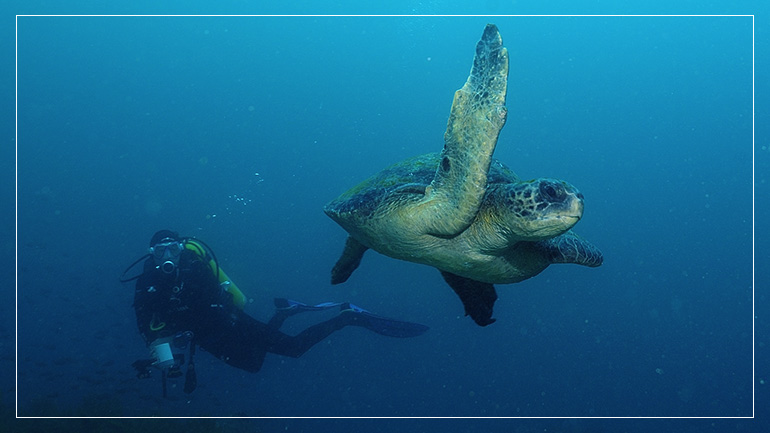 Scuba-Diving in the Galapagos Islands
