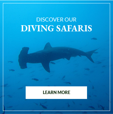 Diving Safaris