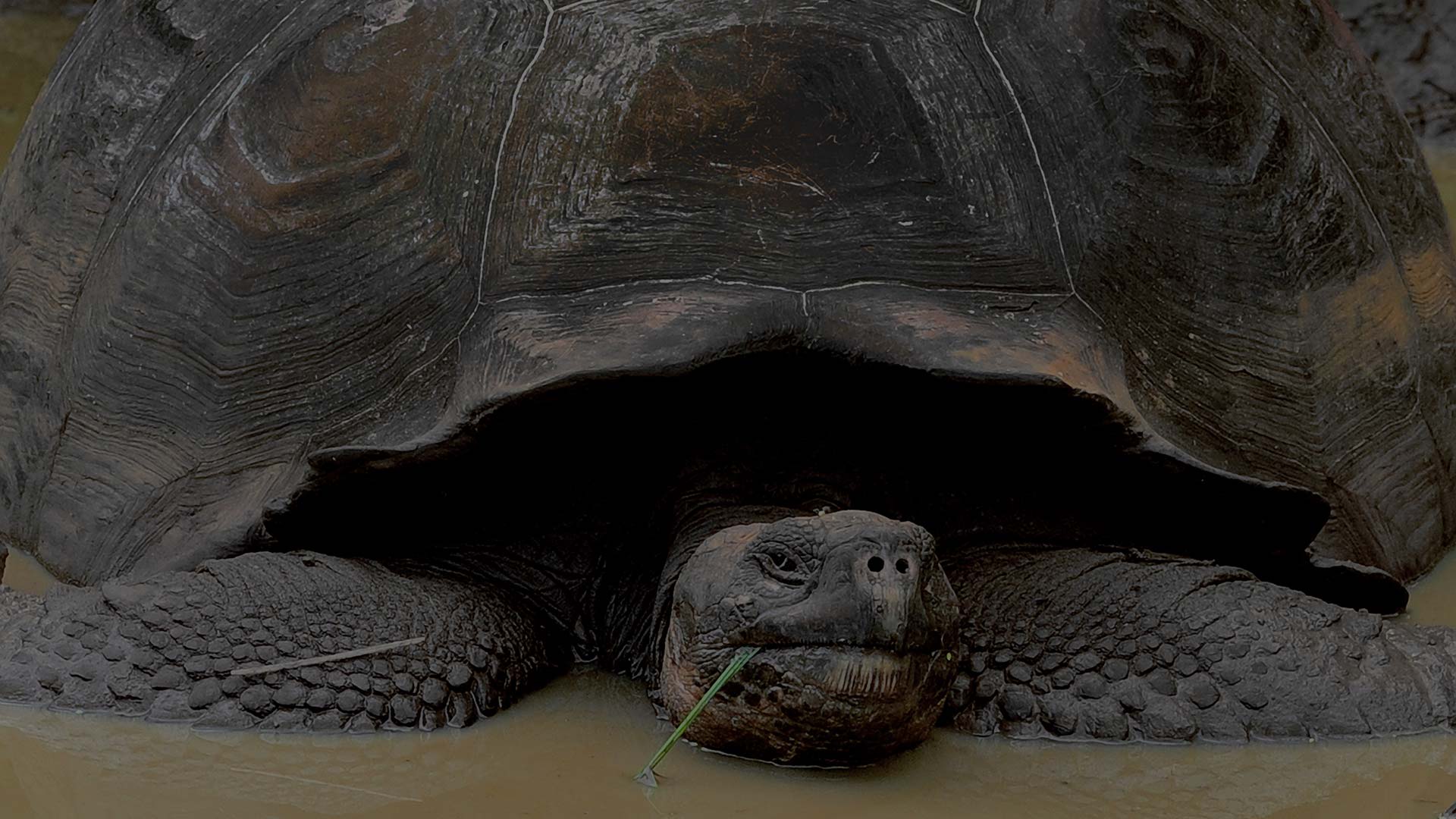 Galapagos giant tortoise