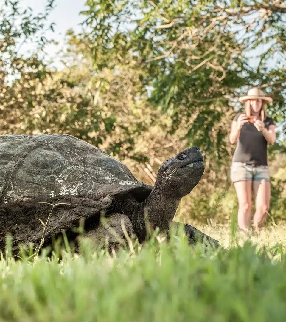 Galapagos giant tortoise - protecting fragile ecosystems