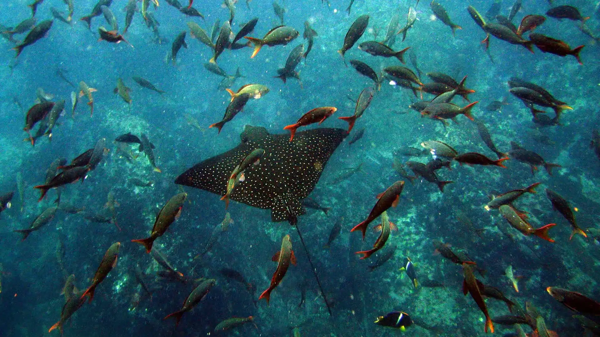 The Galapagos Islands travel guide