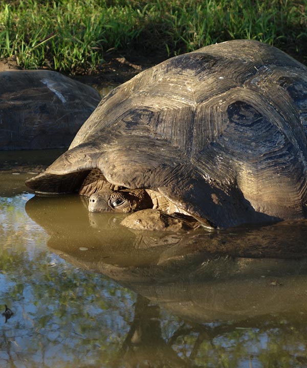 About the Galapagos Islands