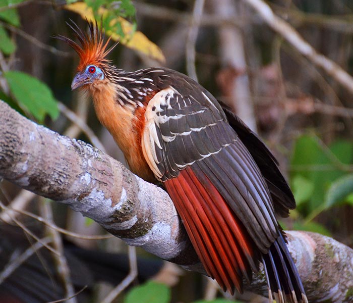 Wildlife tour, La Selva, Amazon rainforest