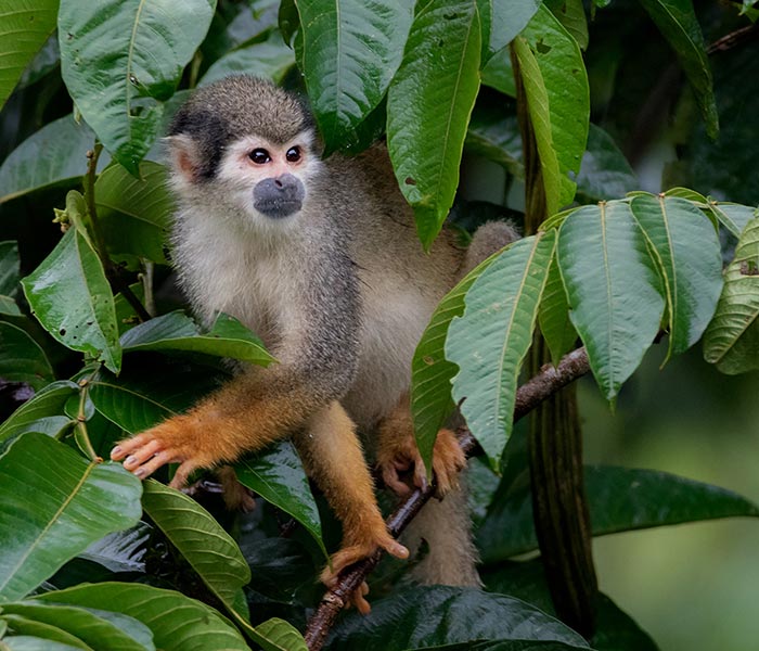 Monkey, wildlife, La Selva, Amazon rainforest tours