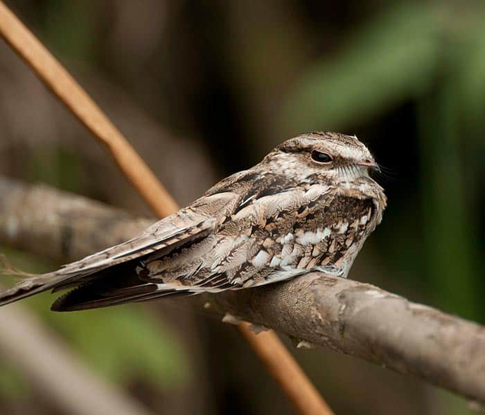 Bird watching, Sacha Lodge, Amazon rainforest tours