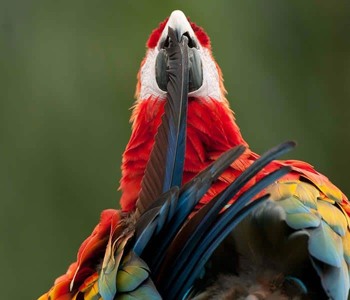 bird watching, Sacha Lodge, Amazon rainforest tours