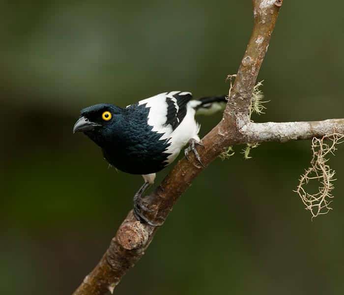 Wildlife, Sacha Lodge, Amazon rainforest tours