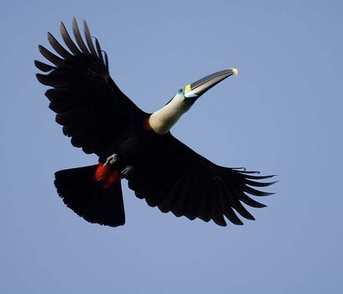 Bird watching tours, Sacha Lodge, Amazon rainforest