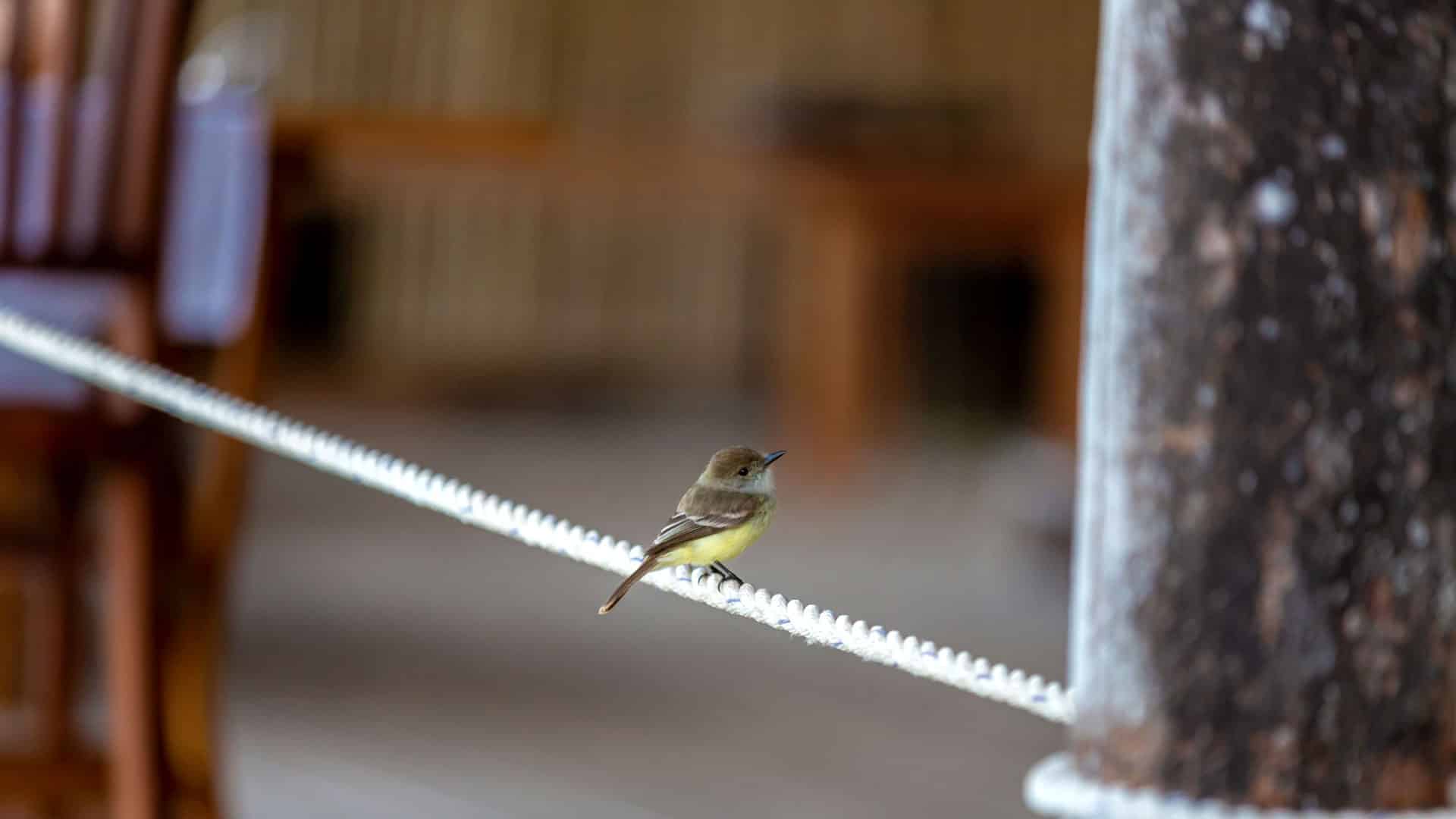 Luxury Galapagos wildlife lodge