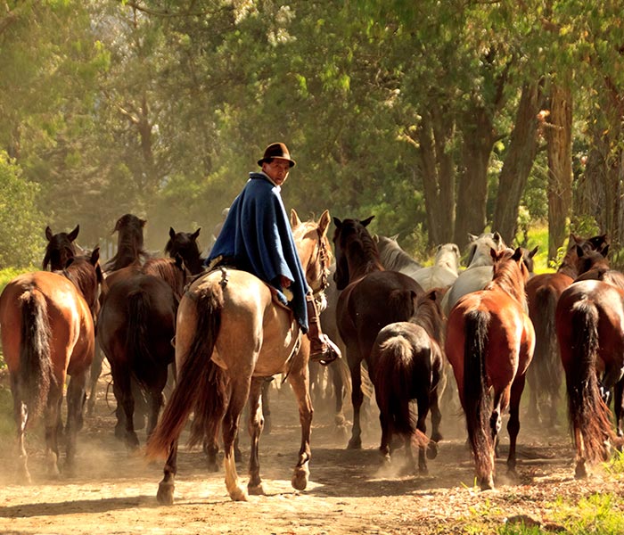 Horse riding with Ecuador cowboys