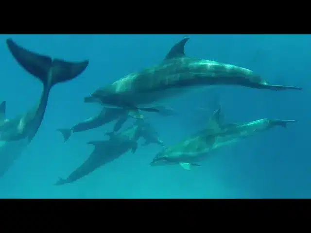 Galapagos Safari Camp video - a short teaser (44 seconds)