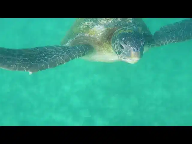 Galapagos Safari Camp video - a short teaser (16 seconds)