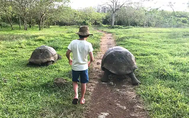 Galapagos Giant Tortoises; Family Safari 