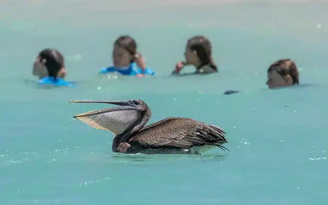 Family Safari swimming with wildlife