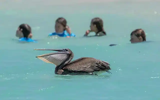 Family Galapagos Vacation - snorkel