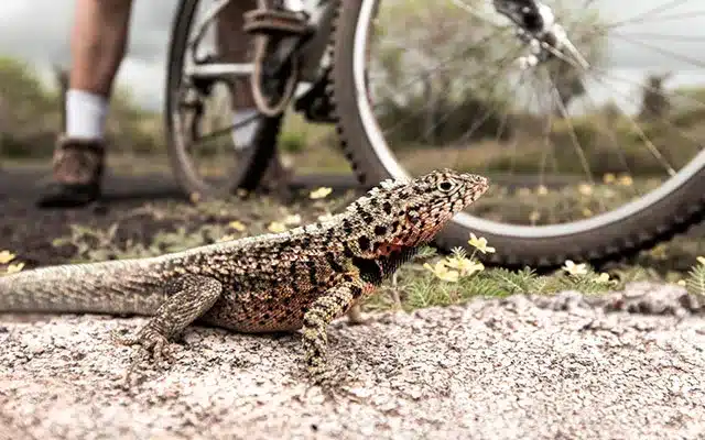 Families can explore the quiet roads of Santa Cruz by bike