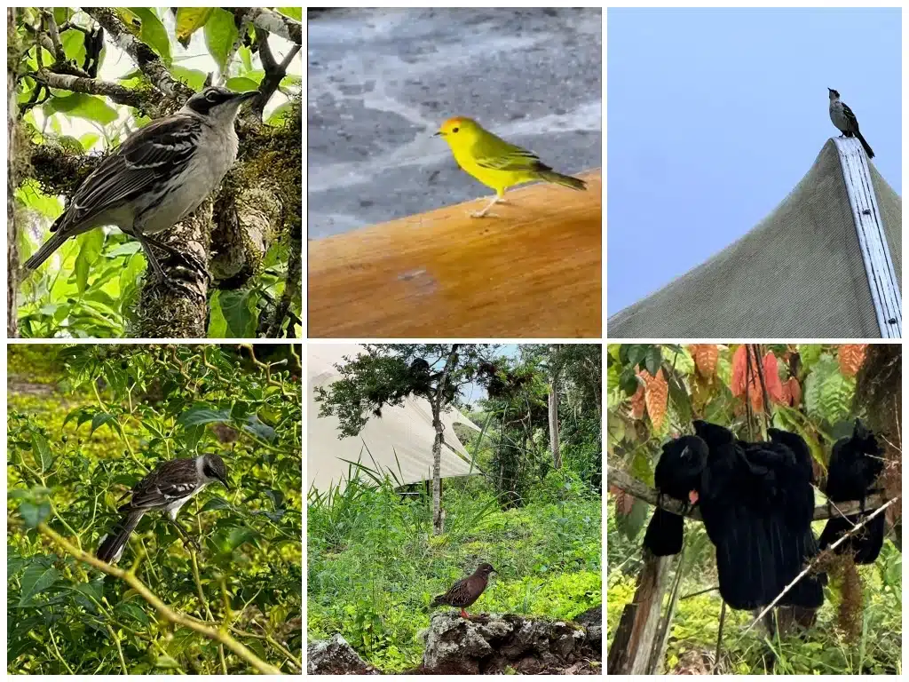 Galapagos birds december