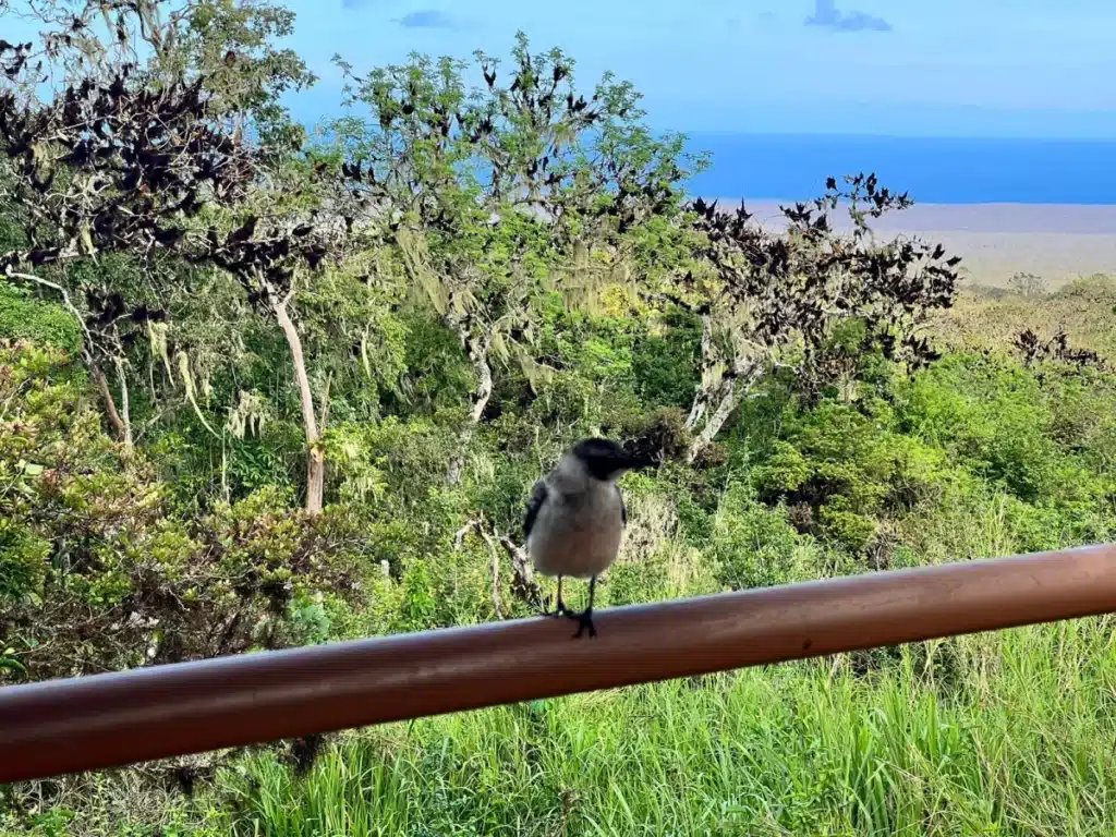 Galapagos weather and wildlife in December