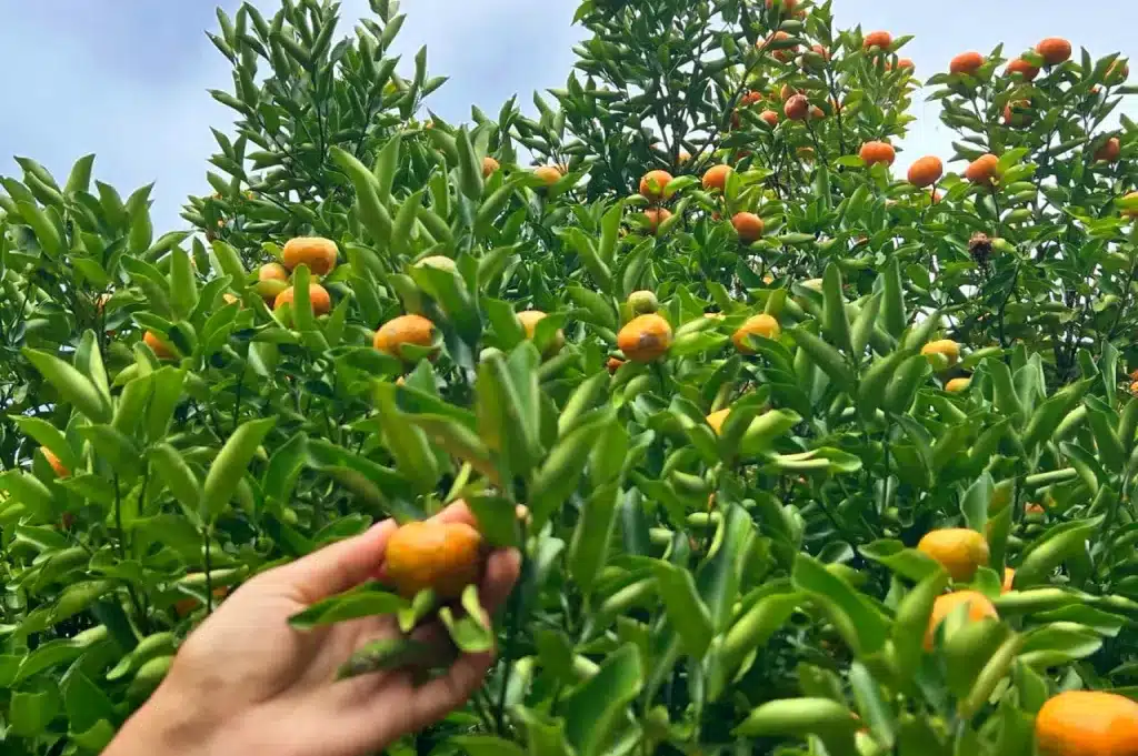 kids club fruit picking