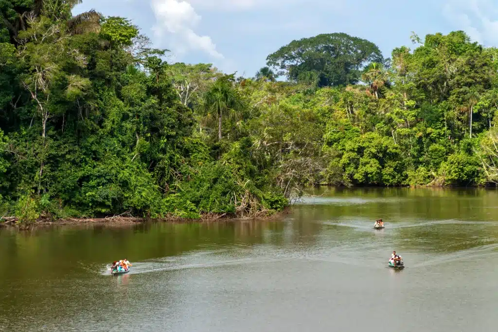 La selva activities