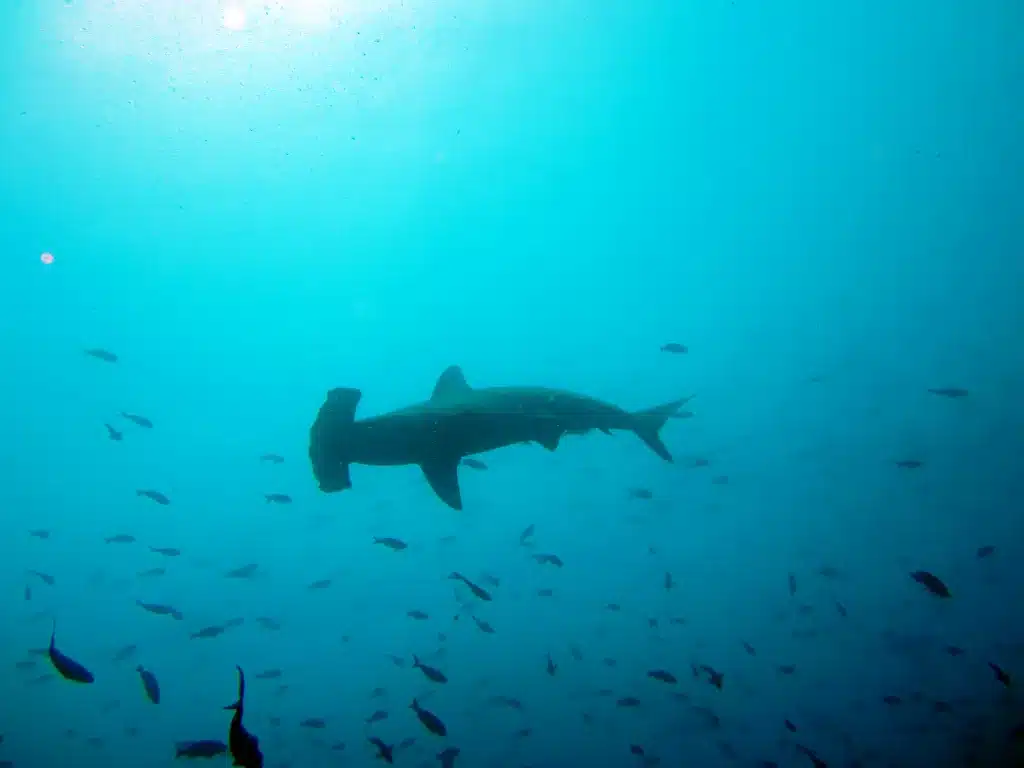 Scuba-Diving in the Galapagos Islands