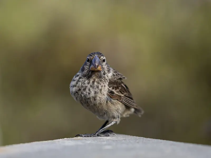Darwin's Finch, or Galapagos Finch - wildlife seen on safari