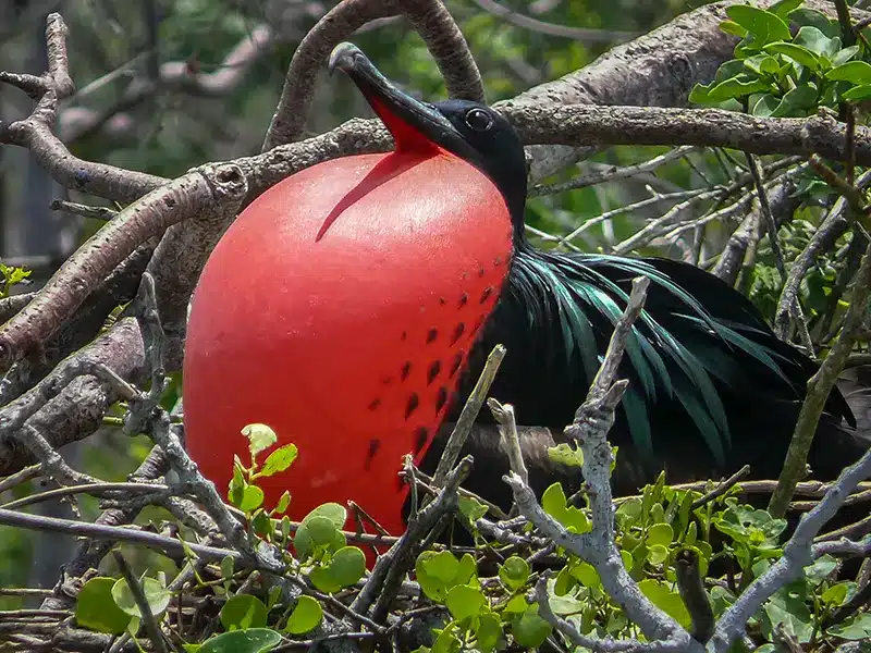 Frigatebird - wildlife seen on safari